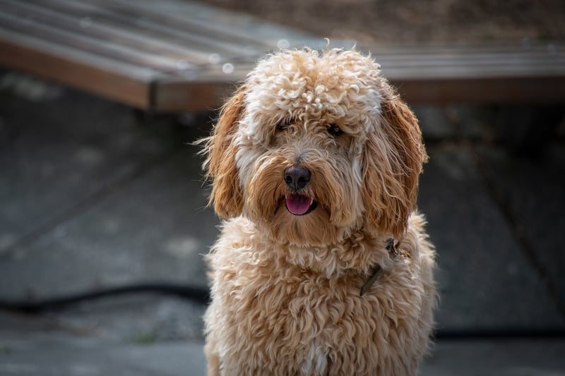 Pet-Friendly Selections